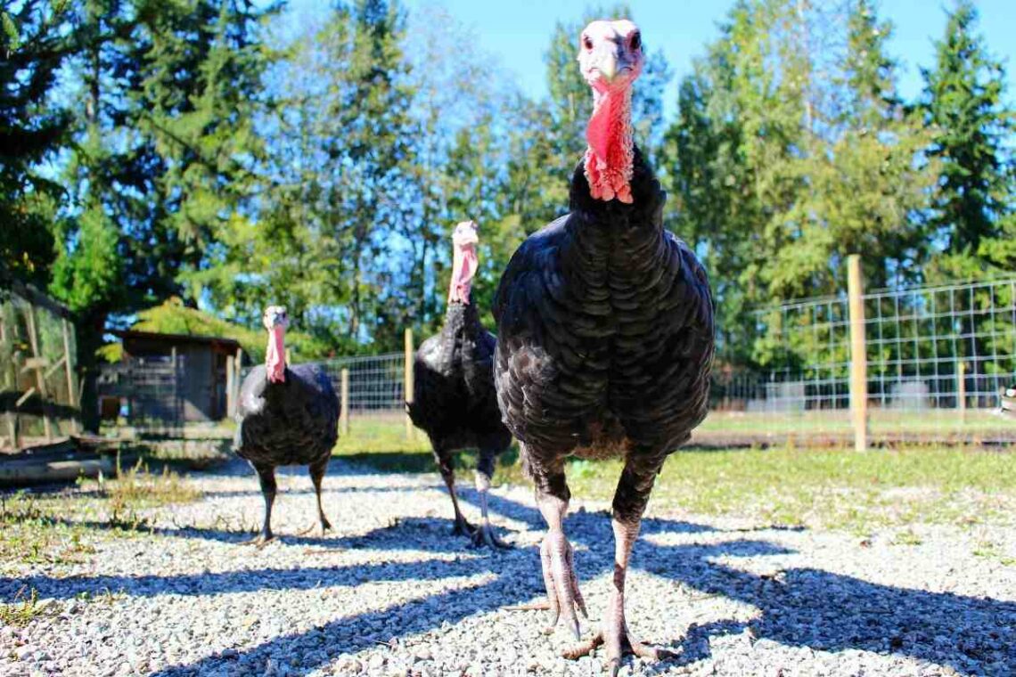 All About Turkeys For Sale