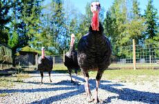 All About Turkeys For Sale