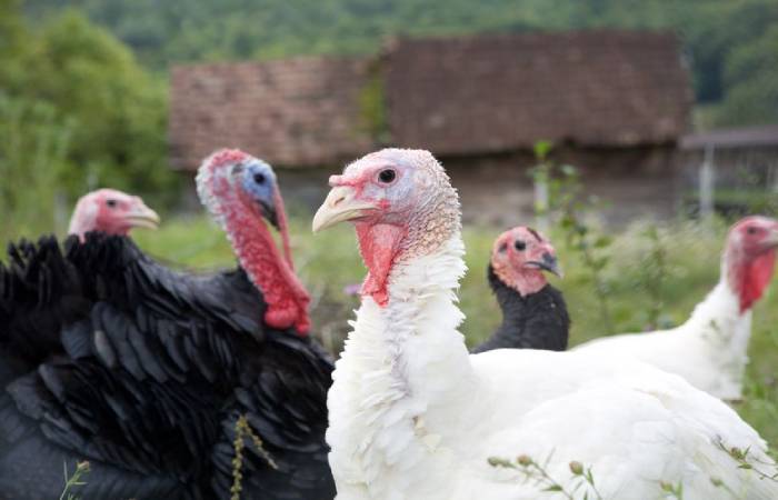 Most Giant Turkey Breeds in the World